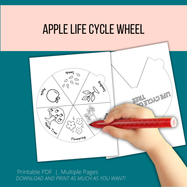 teal background, peach Apple Life Cycle Wheel, shows hand with marker to color the spinner wheel shows apple tree, flower, apple, seeds, seedling, says printable pdf, multiple pages.