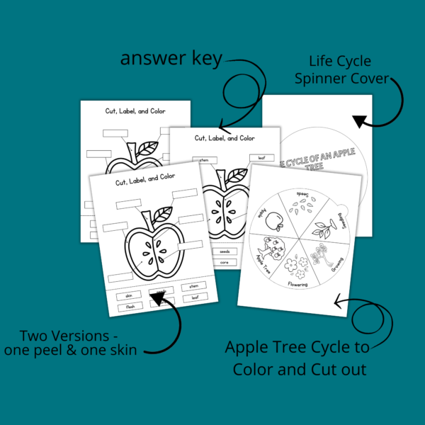 teal background, says answer key, life cycle spinner cover, apple tree cycle to color and cut out, two versions pointing to cut label and color parts of the apples with peel or skin options